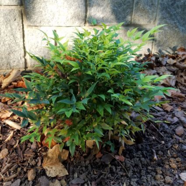 Lemon Lime Nandina