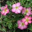 Happy Face Hearts&reg; Potentilla