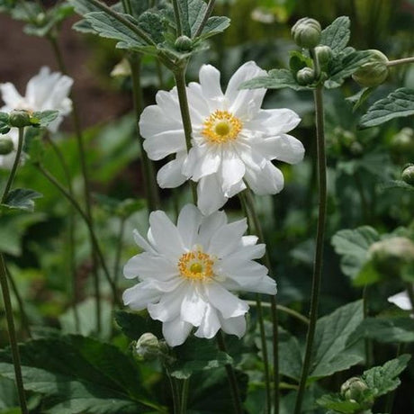 Whirlwind Japanese Anemone