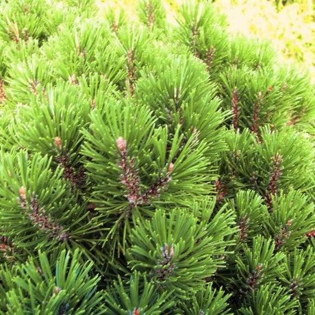 Dwarf Mugo Pine