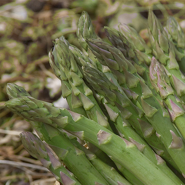 Mary Washington Asparagus