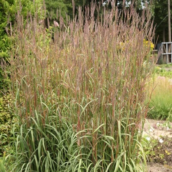 Karl's Cousin&reg; Big Bluestem