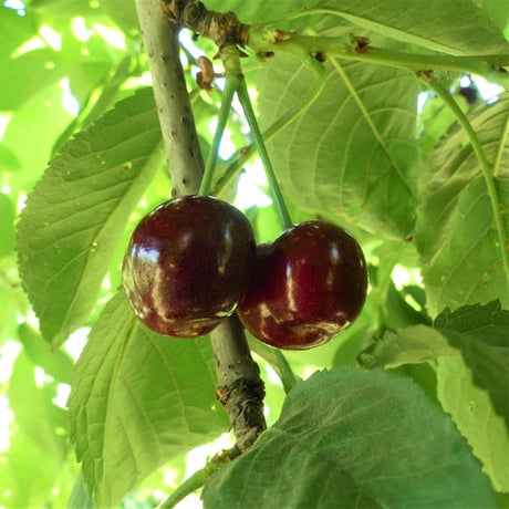 Van Cherry Tree