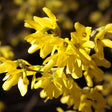 Citrus Swizzle Forsythia