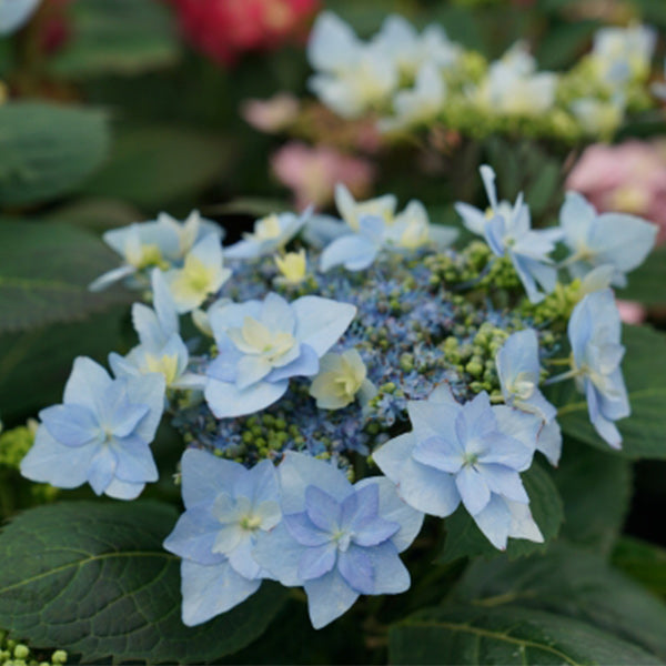 Tuff Stuff Ah-Ha® Hydrangea