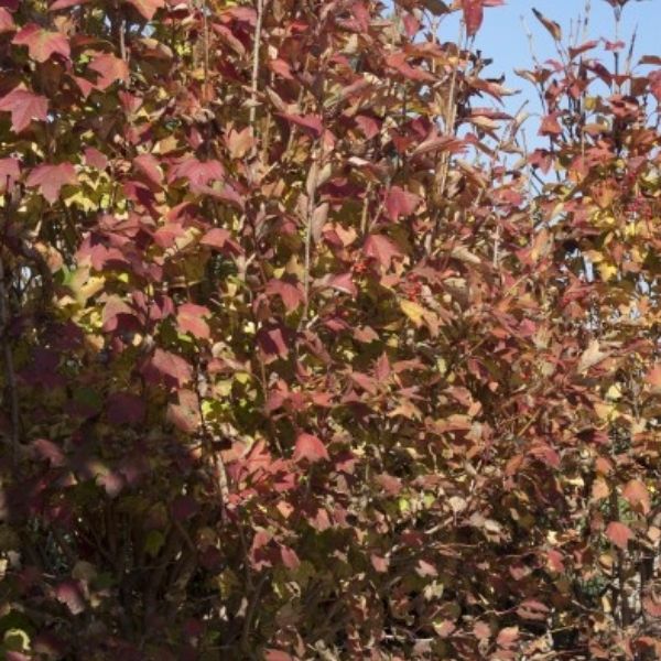 Redwing&reg;  American Cranberrybush Viburnum