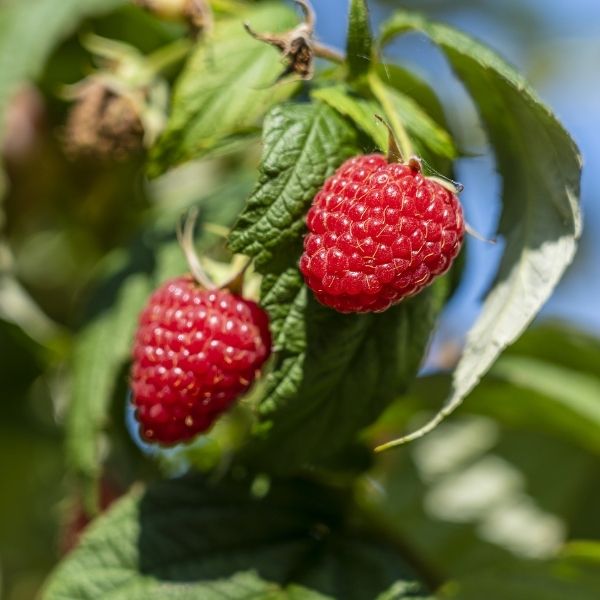 Caroline Raspberry Bush