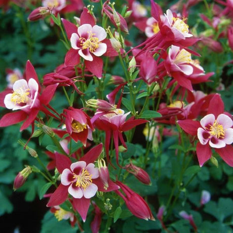 Origami Red & White Columbine