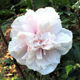 First Editions&reg; French Cabaret&trade; Blush Rose of Sharon