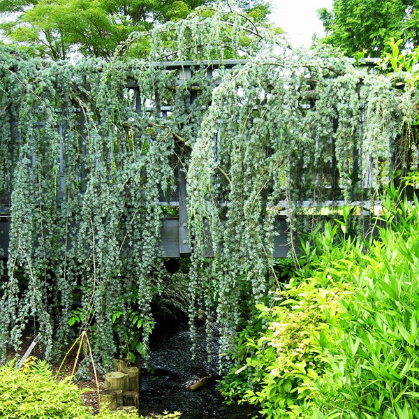 Weeping Blue Atlas Cedar