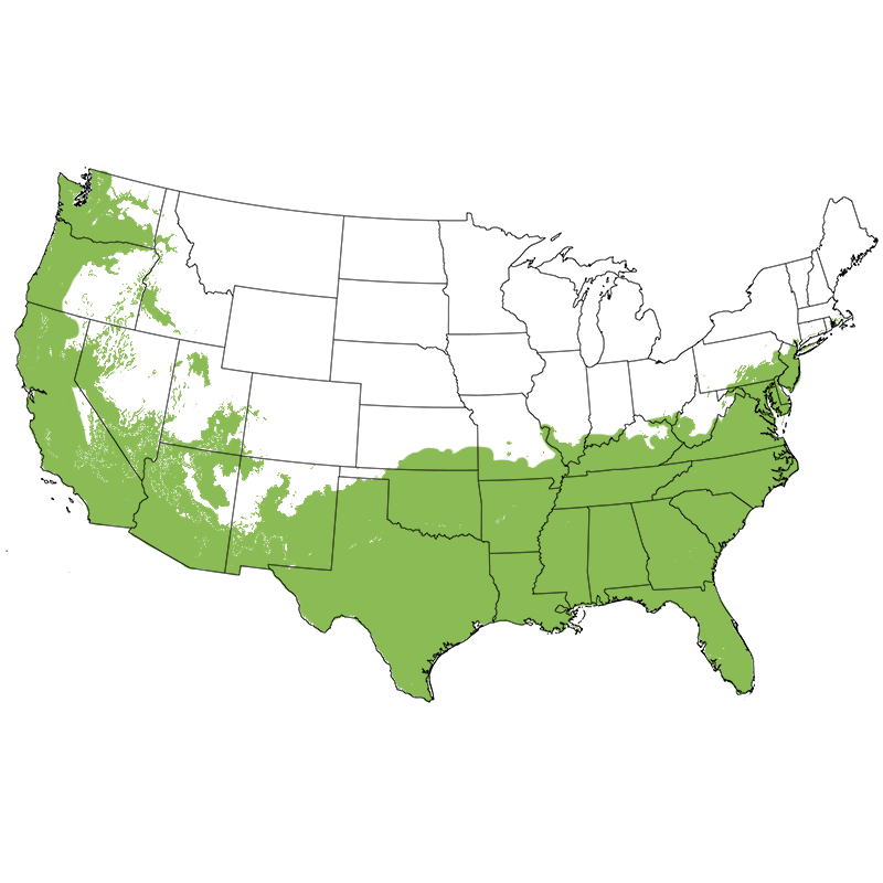 Pampas Grass Buy at Nature Hills Nursery