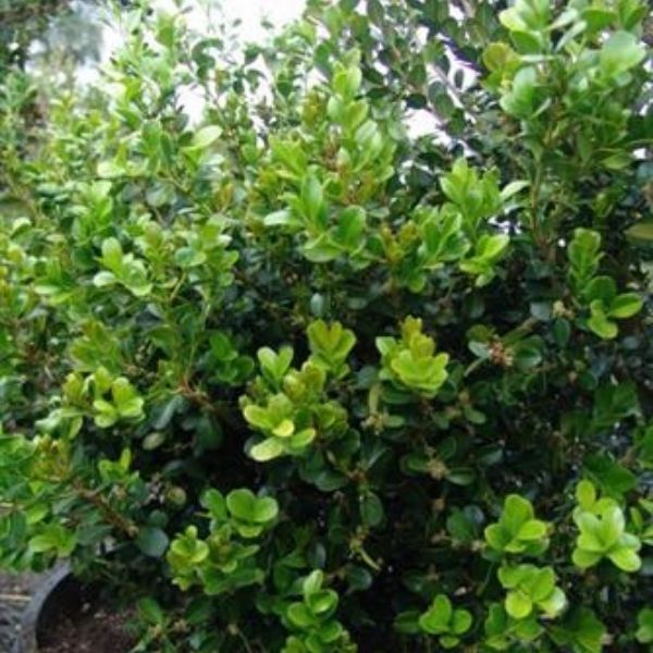 Japanese Boxwood