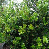 Japanese Boxwood