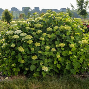First Editions® FlowerFull® Smooth Hydrangea