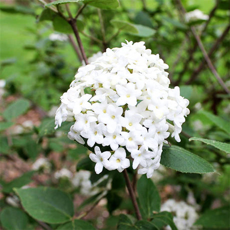 Burkwood Viburnum