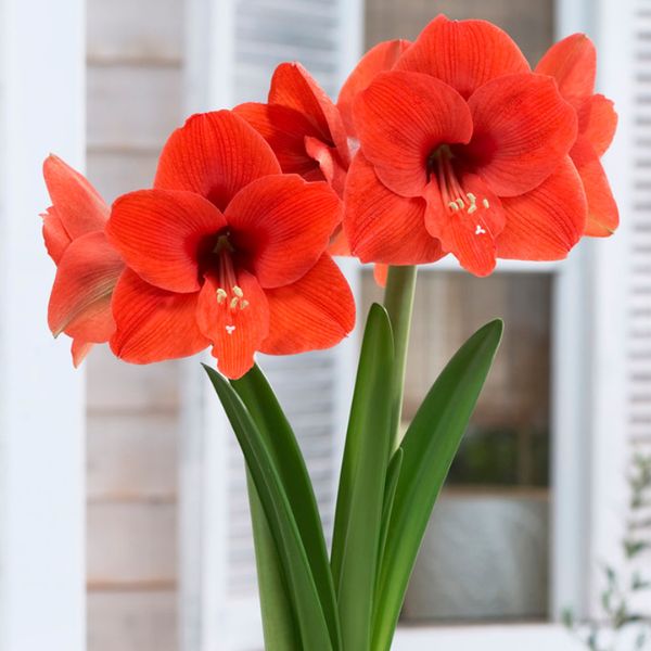 Naranja Amaryllis