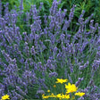 Grosso Lavender