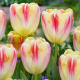 Buckingham Tulip