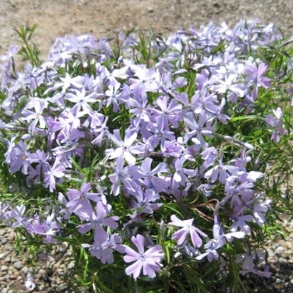 Emerald Blue Phlox