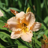 Fairy Tale Pink Daylily