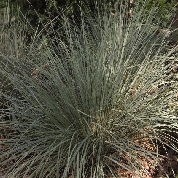 Blue Oat Grass