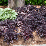 Primo&reg; Black Pearl Coral Bells