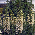 Camelot Cream Foxglove