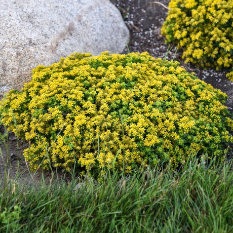 Little Miss Sunshine Sedum