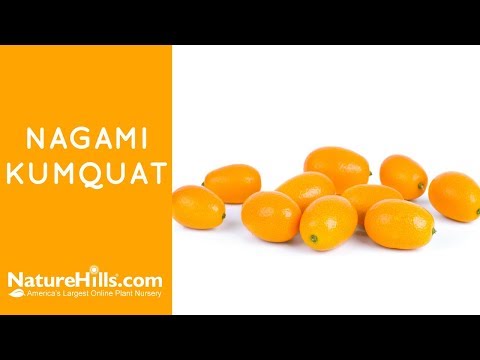 Nagami Kumquat Tree