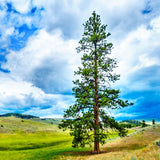 Lodgepole Pine