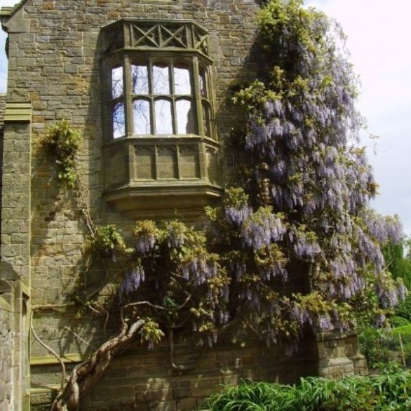 Amethyst Falls Wisteria