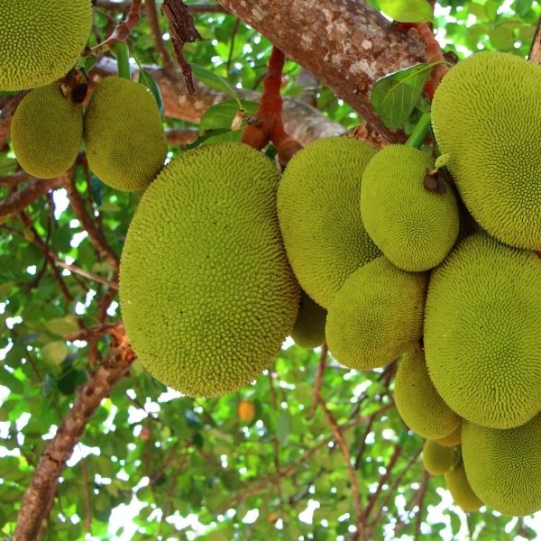 Orange Crush Jackfruit Tree