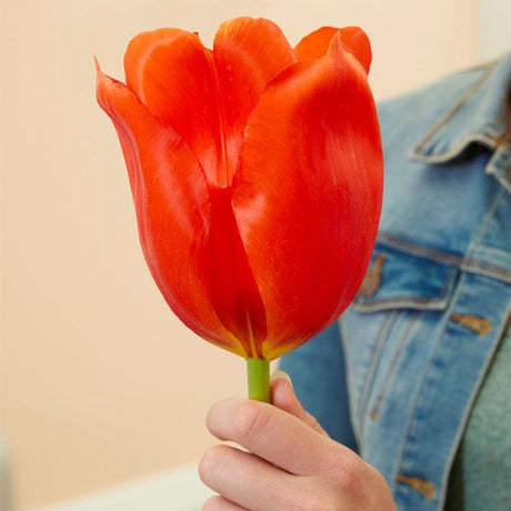 Giant Orange Sunrise Tulip