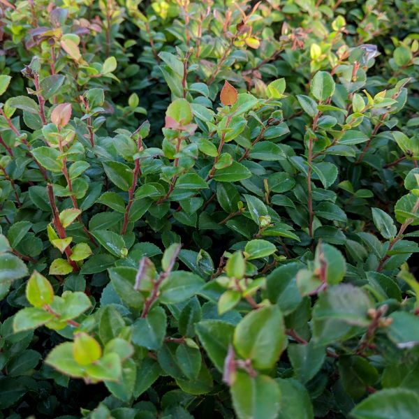 Scarlet Ovation Evergreen Huckleberry Bush