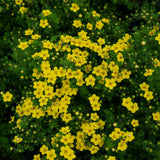 Gold Drop Potentilla