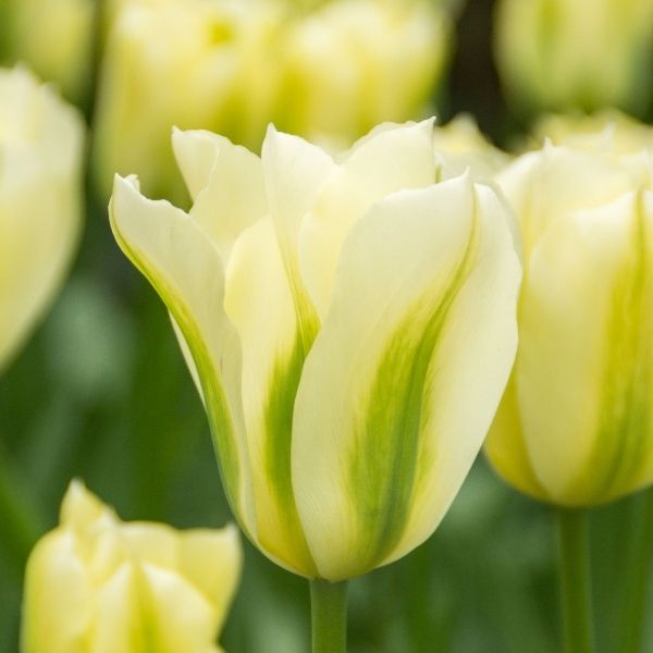 Tulip Spring Green