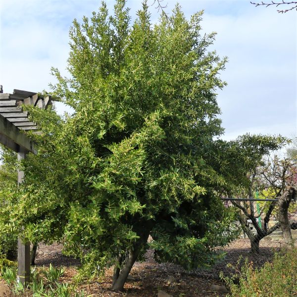 Compact Carolina Cherry Laurel