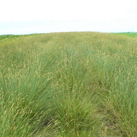 Copper Shouldered Oval Sedge