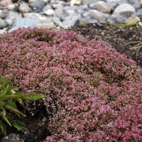 Steel the Show Sedum