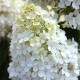 Bobo&reg; Panicle Hydrangea