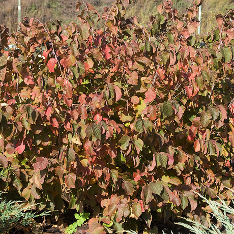 Purpleleaf Bailey Select American Hazelnut