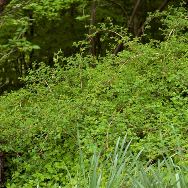 Crispleaf Stephanandra Lace Shrub