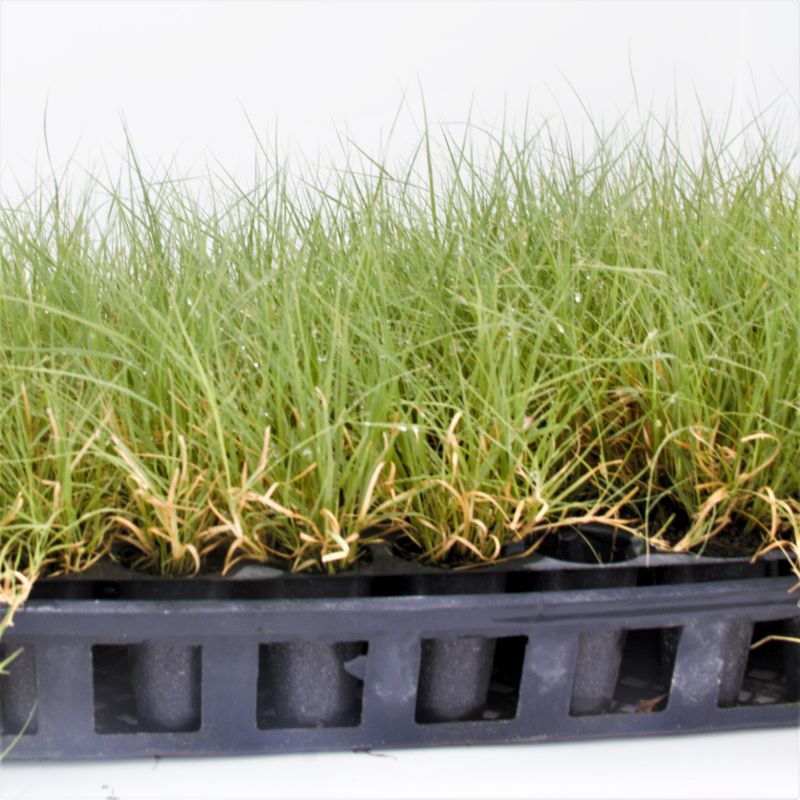 UC Verde Buffalo Grass Plugs