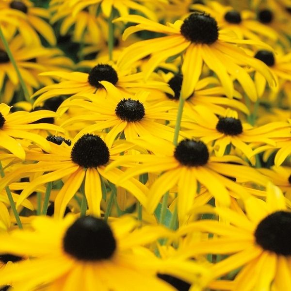 American Gold Rush Black-Eyed Susan