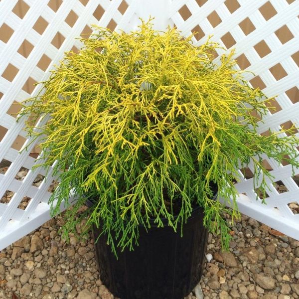 Japanese Lemon Thread False Cypress | Buy at NatureHills.com
