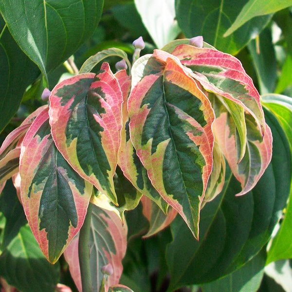 Firebird&trade; Flowering Dogwood