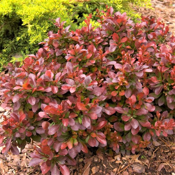 First Editions&reg; Cabernet&reg; Barberry