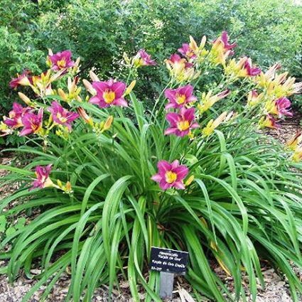 Purple D' Oro Daylily