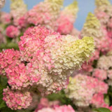 First Editions&reg; Berry White&reg; Panicle Hydrangea