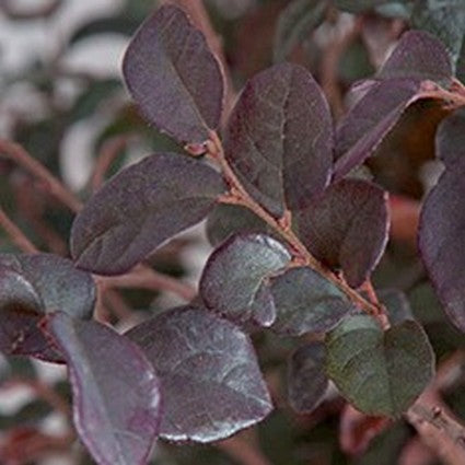 Chang's Ruby Fringe Flower Shrub